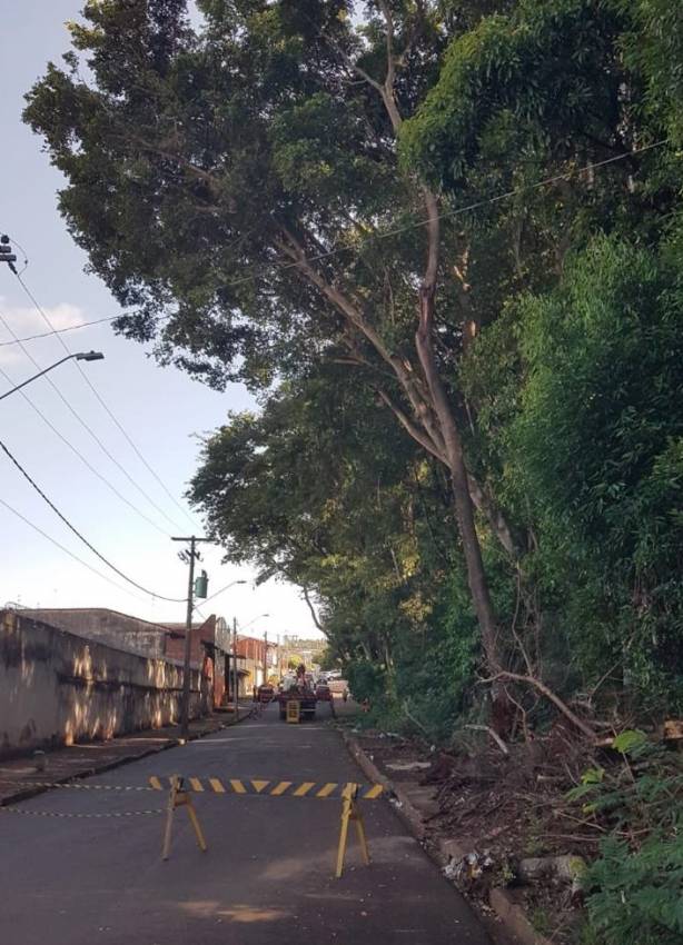 ÁRVORES COM RISCO À REDE ELÉTRICA SÃO RETIRADAS NO BOSQUE CAMPOS PRADO