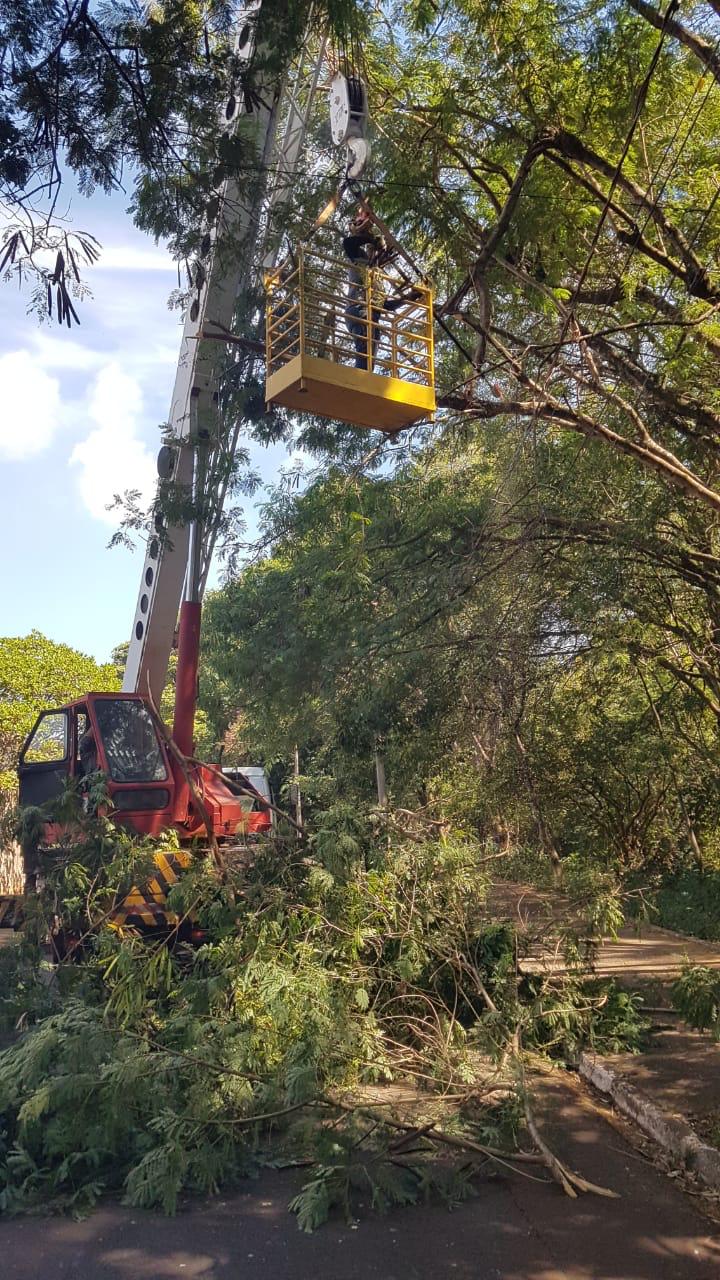 PODA DE ÁRVORES NA AVENIDA PREFEITO LUIZ LIARTE - MAIS ILUMINAÇÃO E SEGURANÇA