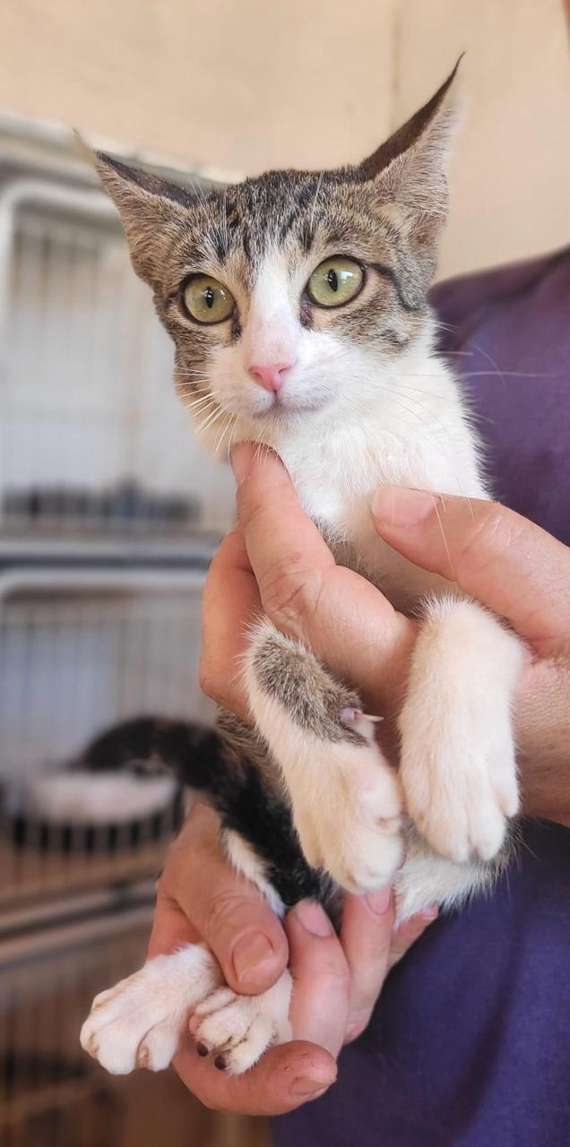 GATINHOS FILHOTES E CACHORRAS DISPONÍVEIS PARA ADOÇÃO RESPONSÁVEL