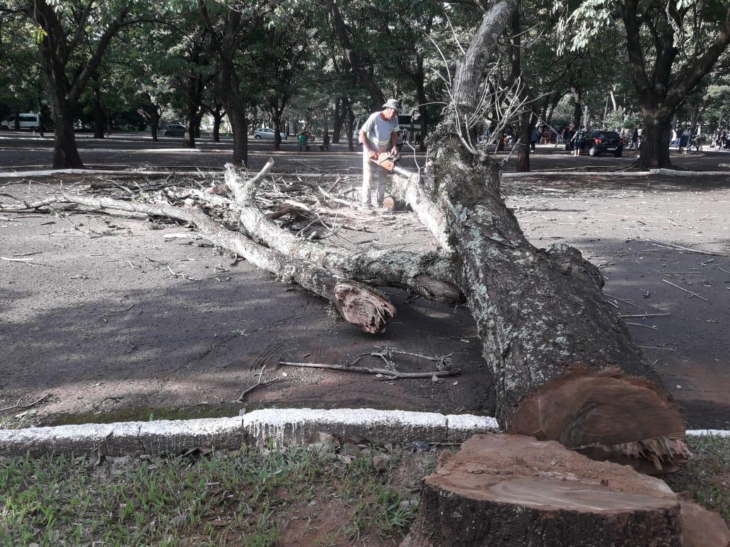 ÁRVORES SÃO RETIRADAS DO ESTACIONAMENTO DO GINÁSIO DR. FLÁVIO DE MELLO