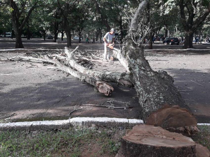 ÁRVORES SÃO RETIRADAS DO ESTACIONAMENTO DO GINÁSIO DR. FLÁVIO DE MELLO