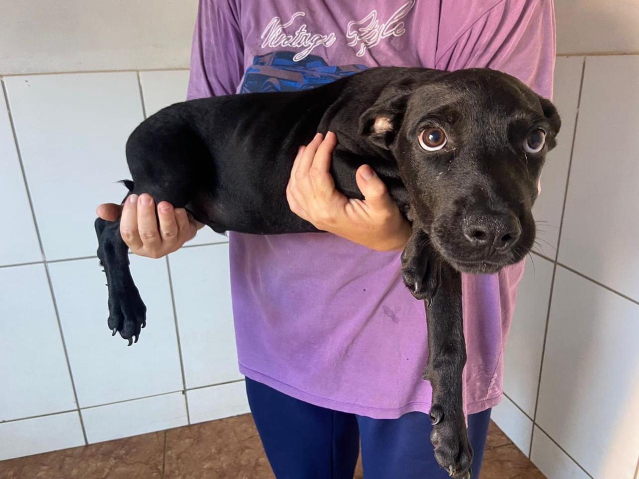 MENININHOS SUPER FOFOS PARA ADOÇÃO RESPONSÁVEL