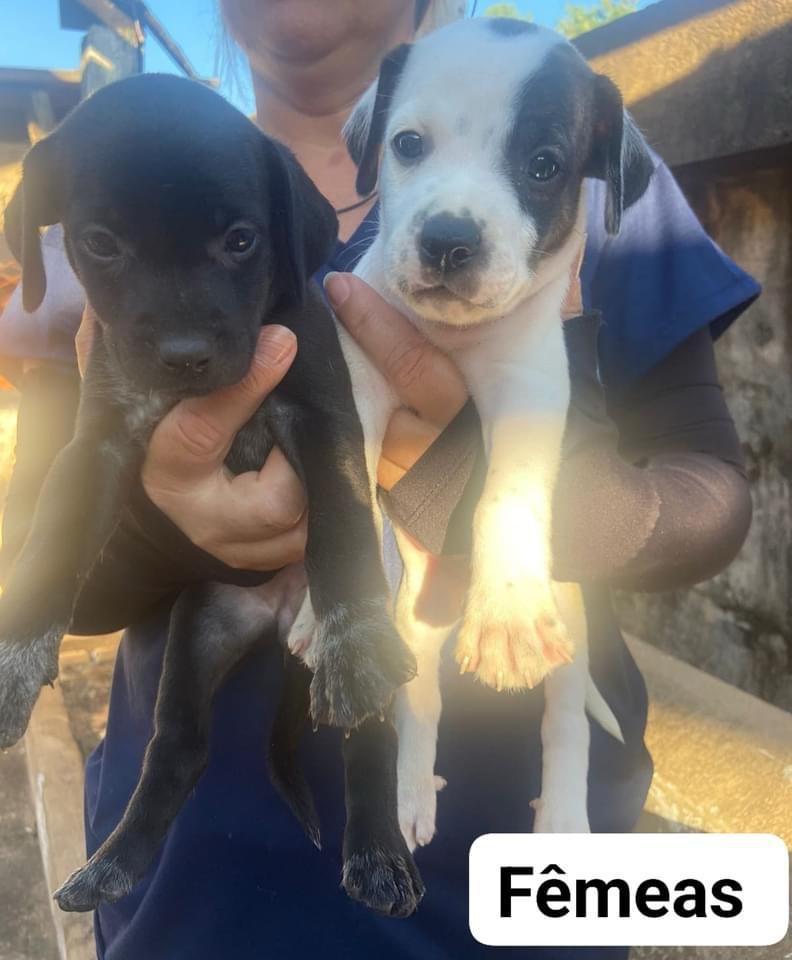 FOFURA EM QUATRO PATAS PARA ADOÇÃO RESPONSÁVEL