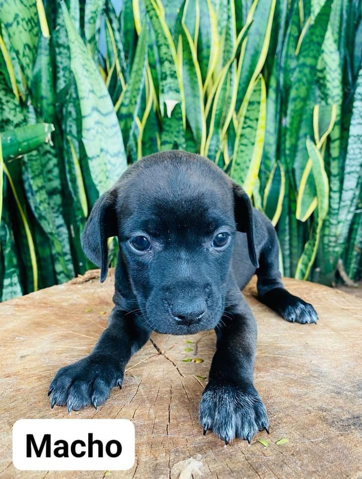 FILHOTES DE CÃES E GATOS DISPONÍVEIS PARA ADOÇÃO RESPONSÁVEL