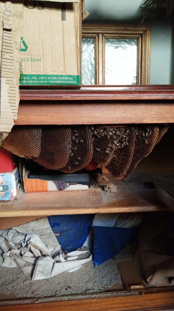 ABELHAS ALOJADAS EM CASA NO JARDIM PARATI SÃO RESGATADAS