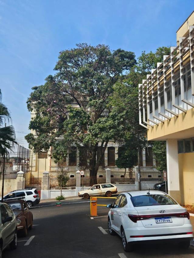 IPÊ-ROSA NA EMEF PÁDUA SALLES - PODA DE LEVANTAMENTO E LIMPEZA