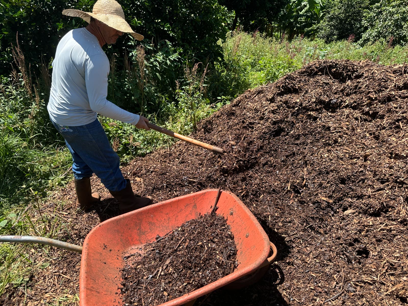 GALHOS TRITURADOS SÃO UTILIZADOS COMO ADUBO NAS HORTAS MUNICIPAIS