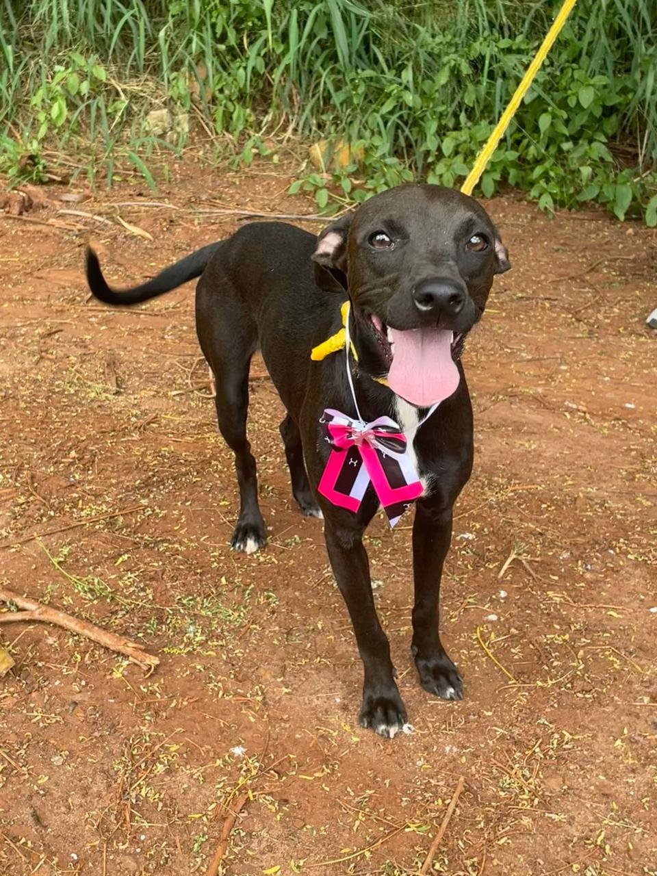PASSE O CARNAVAL COM UM AMIGUINHO DE 4 PATAS!