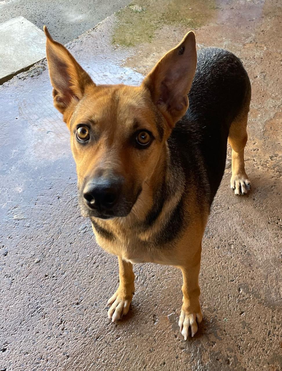 PETS PARA ADOÇÃO RESPONSÁVEL