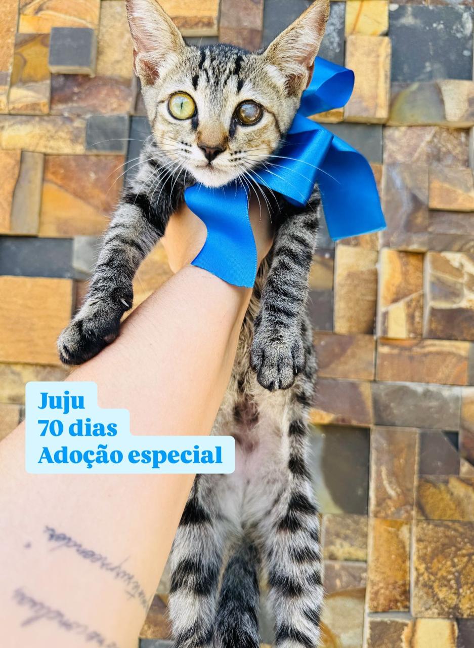 PREPARE-SE PARA UM SHOW DE FOFURA! GATINHOS PARA ADOÇÃO RESPONSÁVEL