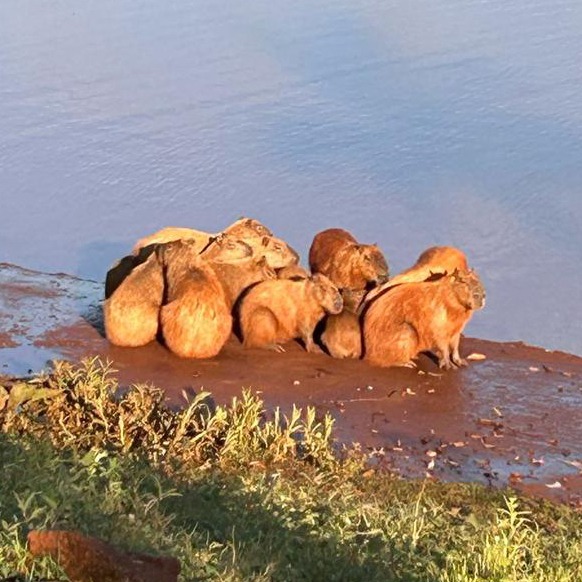 CAPIVARA LUDMILO AGORA ESTÁ EM SEGURANÇA!