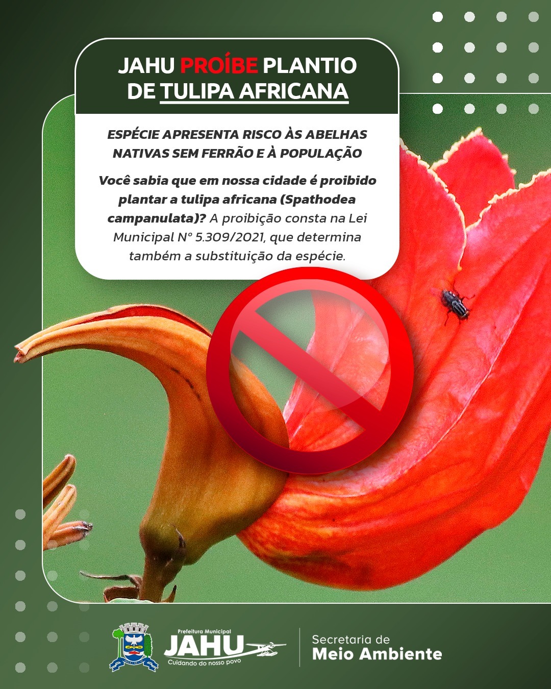 JAHU PROÍBE PLANTIO DE TULIPA AFRICANA: ESPÉCIE APRESENTA RISCO ÀS ABELHAS NATIVAS SEM FERRÃO E À POPULAÇÃO