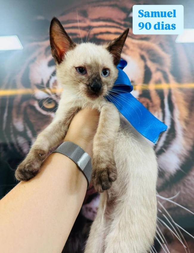 GATINHOS SUPER FOFOS PARA ADOÇÃO RESPONSÁVEL!