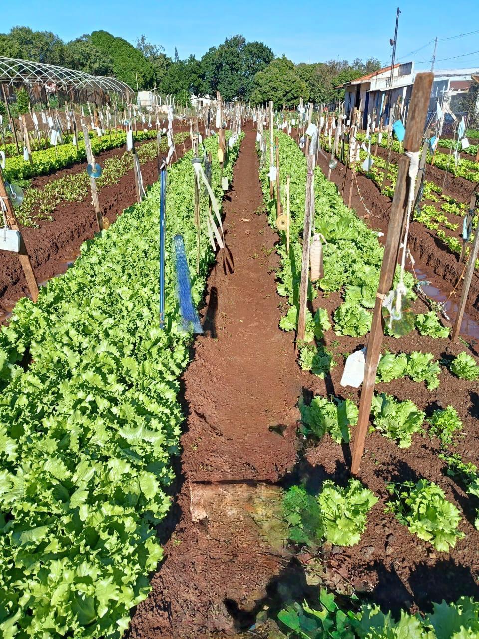 HORTA DO CILA BAUAB E ITAMARATI RECEBEM MELHORIAS