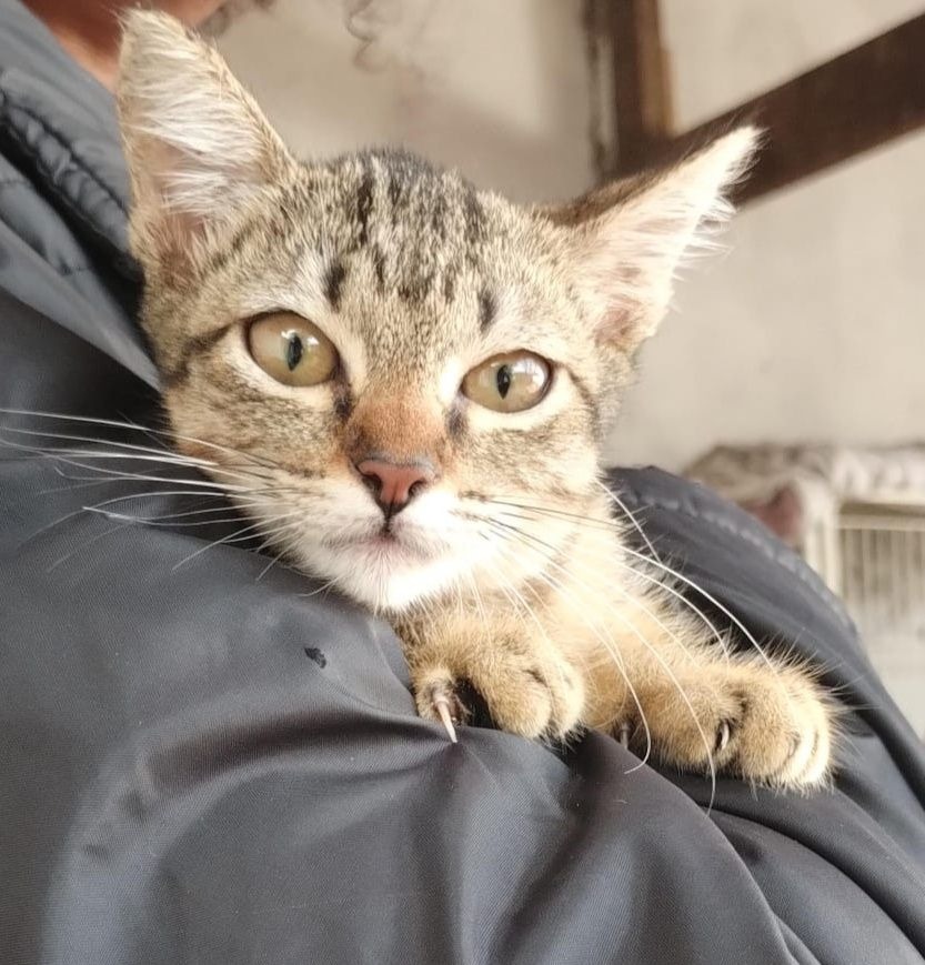 ADOÇÃO RESPONSÁVEL - CONHEÇA O SILVÉRIO E A SARAH