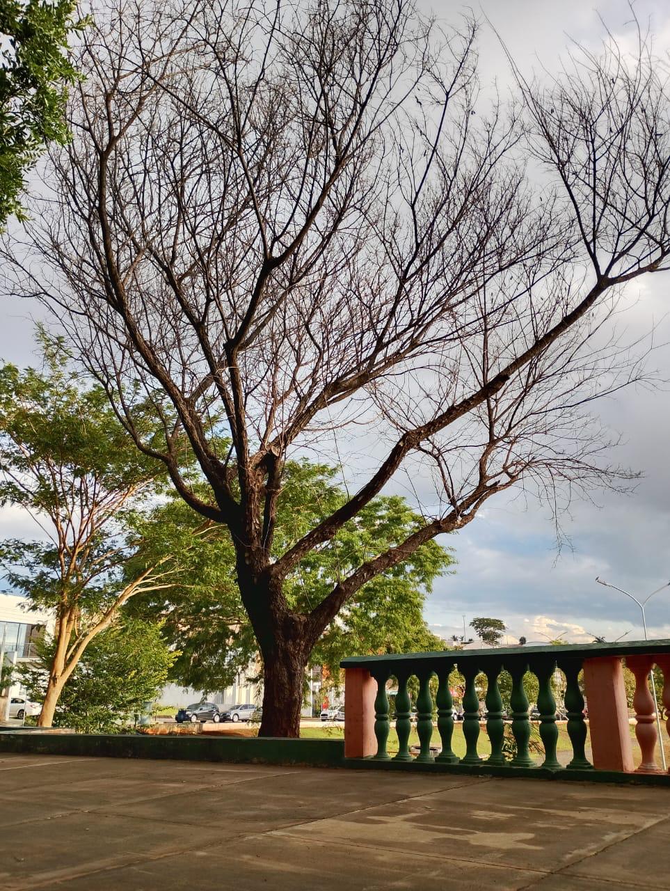 NOTA – SUPRESSÃO DE ÁRVORE NO LAGO DO SILVÉRIO