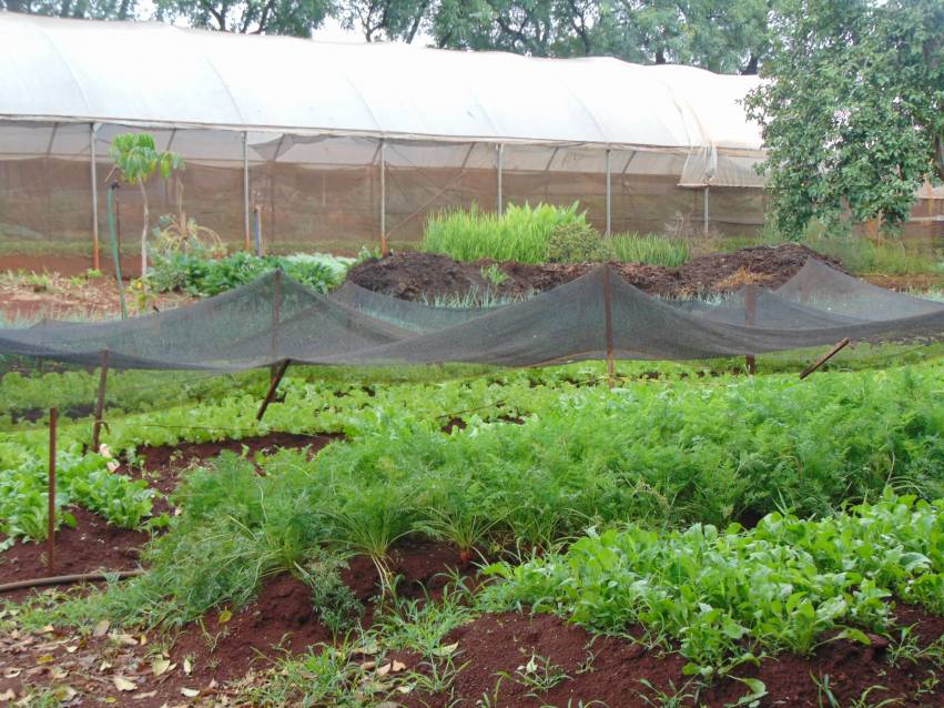 Hortas Municipais - produtos à venda