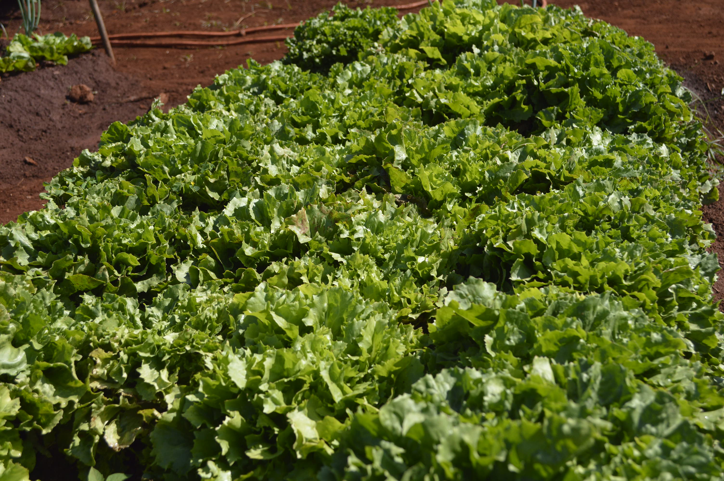 Hortas Municipais - produtos à venda nesta terça-feira, 14/11