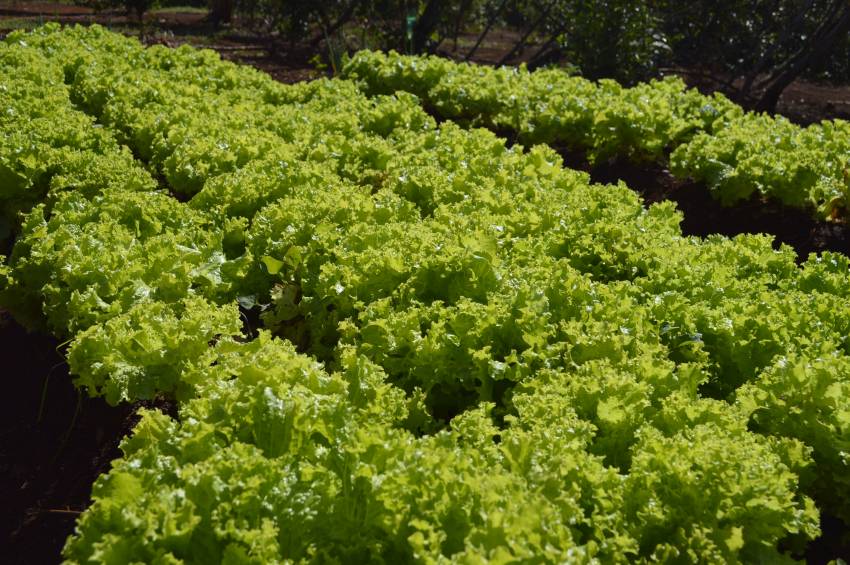 Hortas Municipais - produtos à venda nesta terça-feira, 23/01