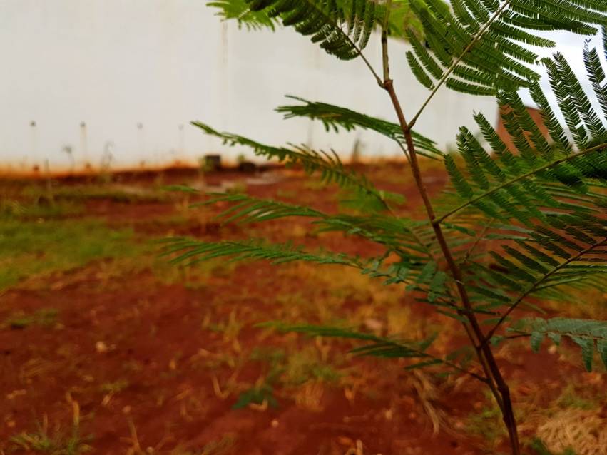 Secretaria de Meio Ambiente planta mais de 50 mudas no Jardim Carolina
