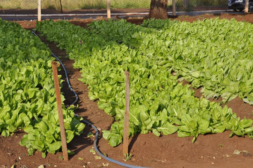 Hortas Municipais - produtos à venda nesta terça-feira, 20/03