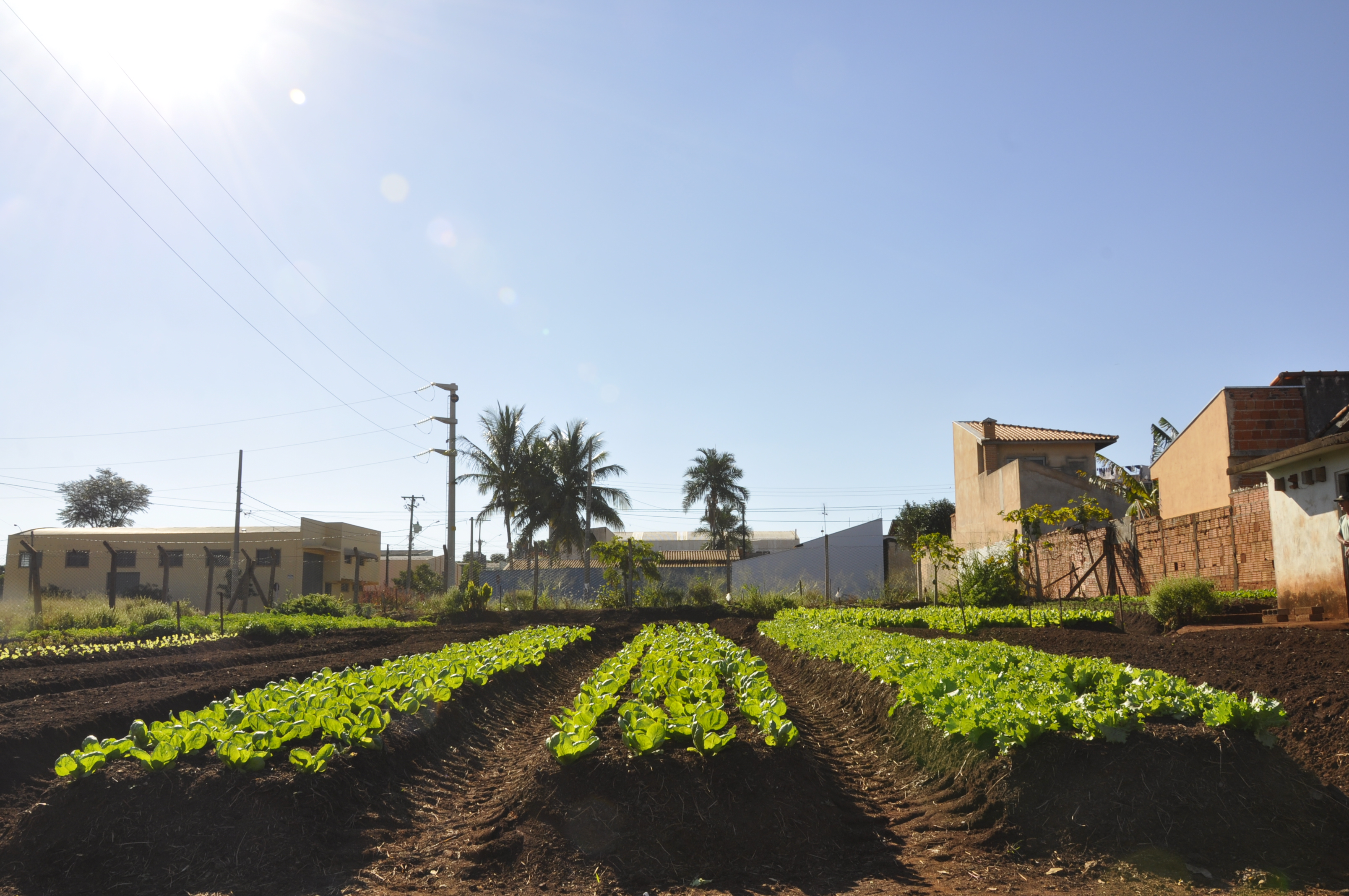 Hortas Municipais - produtos à venda nesta terça-feira, 17/04