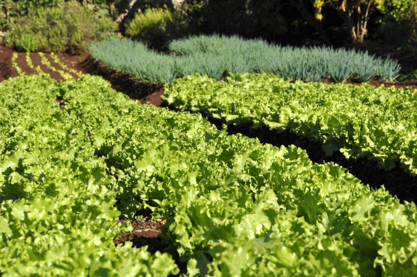 Hortas Municipais - produtos à venda nesta terça-feira, 24/04