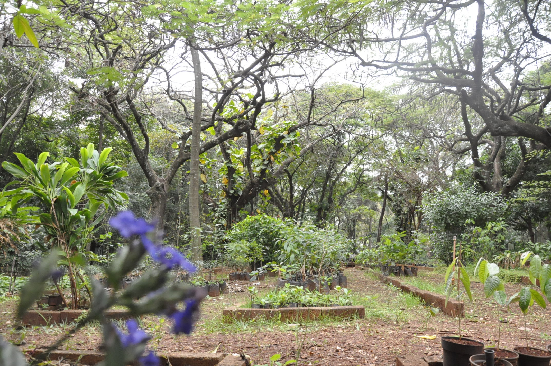 Projeto Menor Aprendiz (CIEE) visita Horto Florestal Municipal em comemoração ao dia Mundial do Meio Ambiente