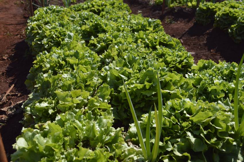 Hortas Municipais - produtos à venda nesta terça-feira, 12/06