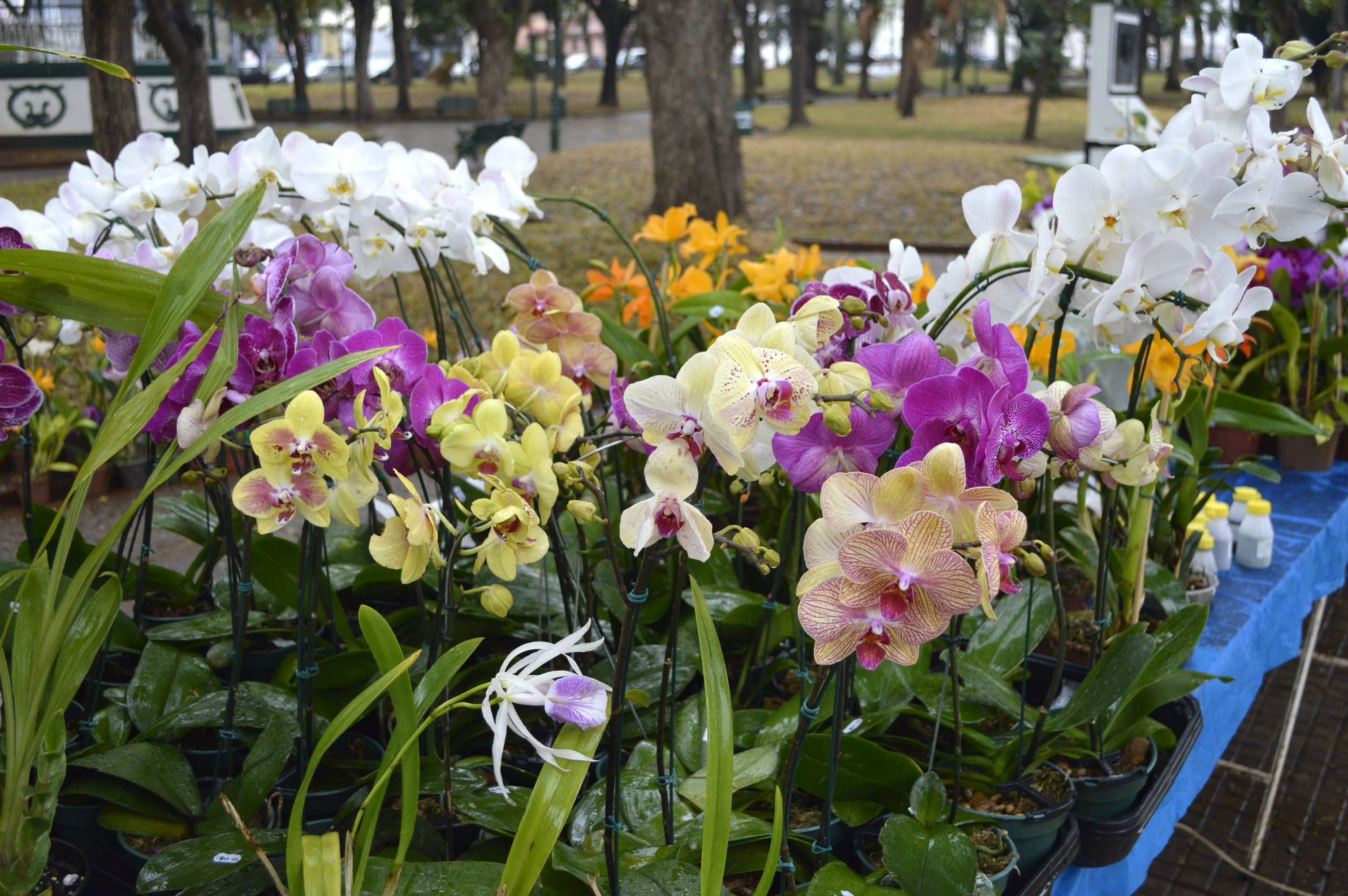 Fundo Social de Solidariedade convida para Feira de Orquídeas