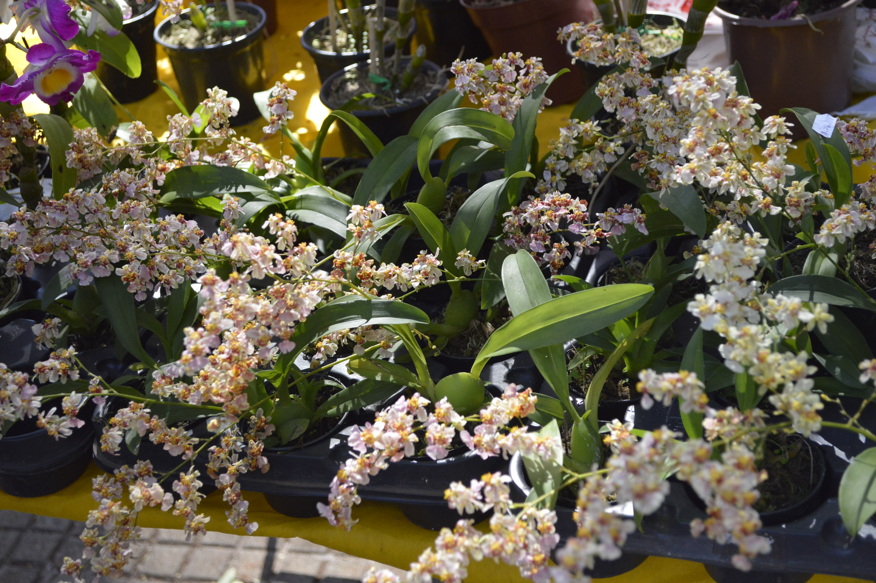 Fundo Social de Solidariedade: Feira de Orquídeas - FOTO