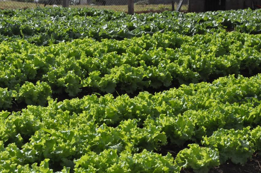 Hortas Municipais: produtos à venda nesta quinta-feira, 16/08