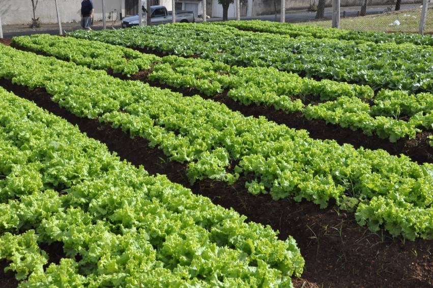 Hortas Municipais - produtos à venda nesta terça-feira, 25/09