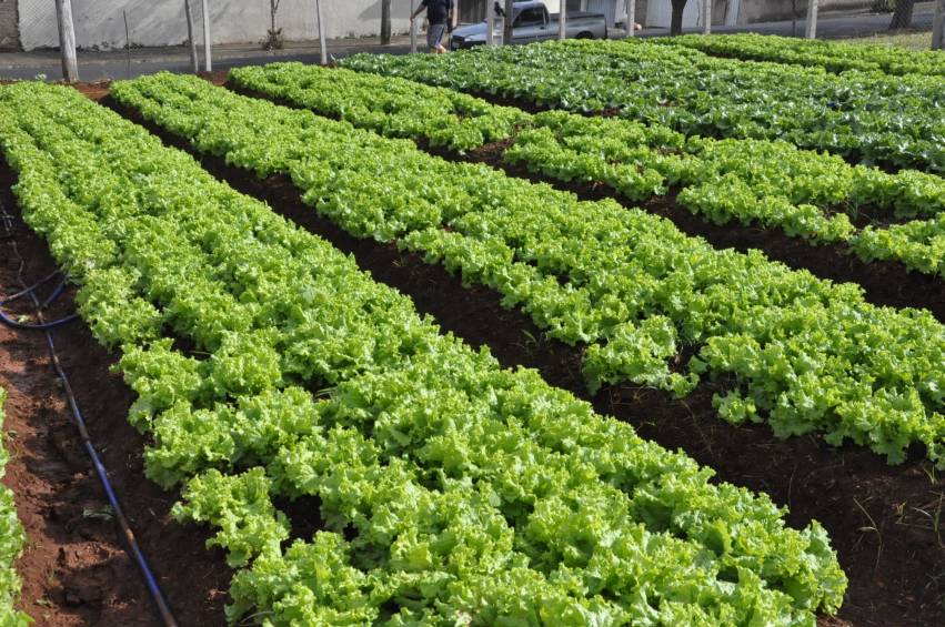 Hortas Municipais - produtos à venda nesta terça-feira, 09/10