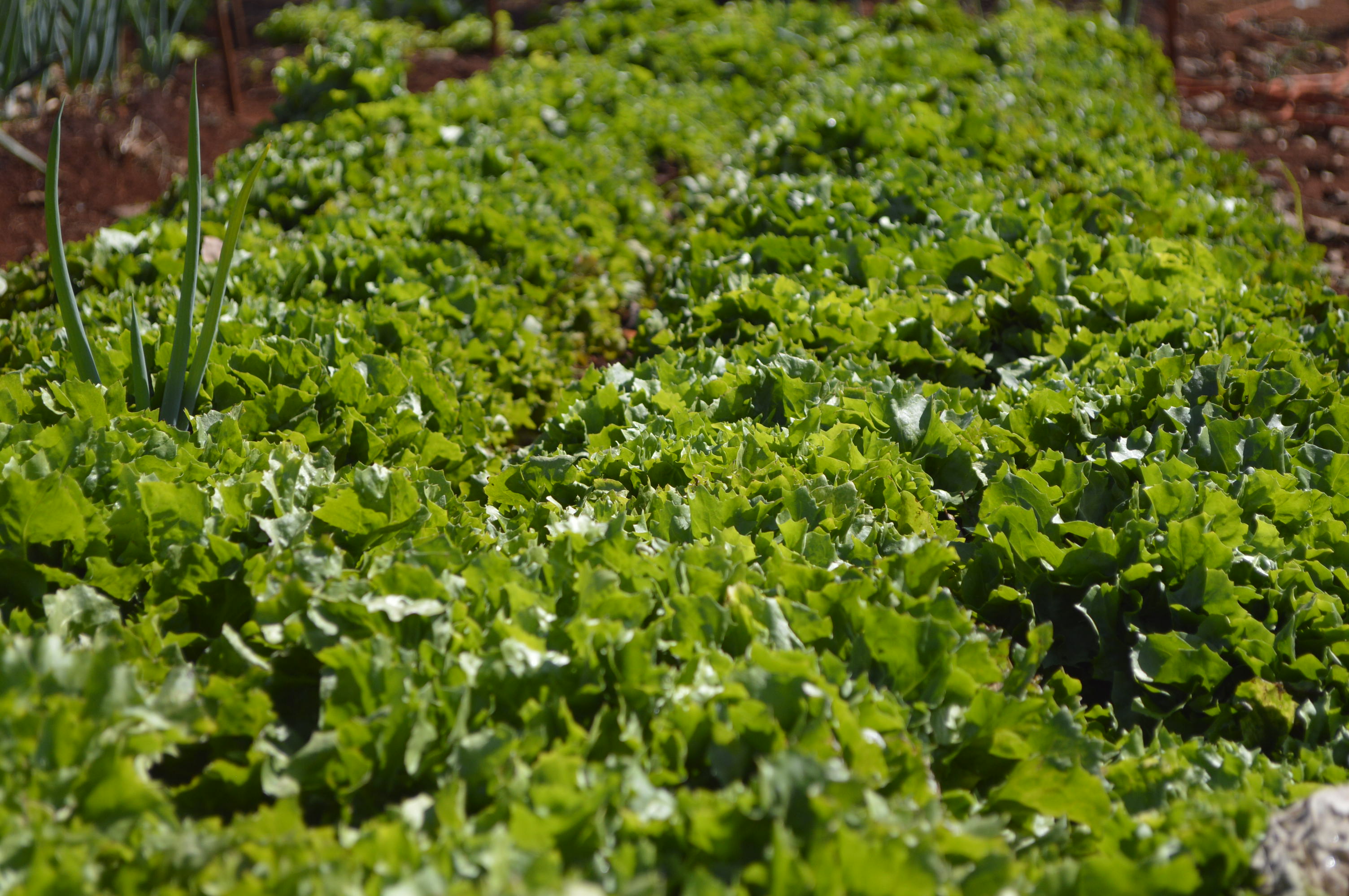 Hortas Municipais - produtos à venda nesta terça-feira, 16/10