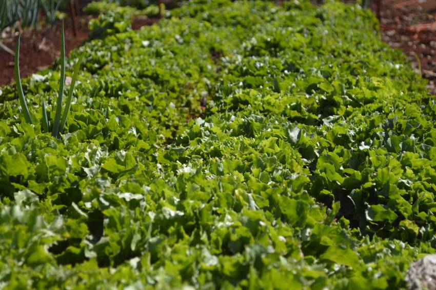 Hortas Municipais - produtos à venda nesta terça-feira, 16/10