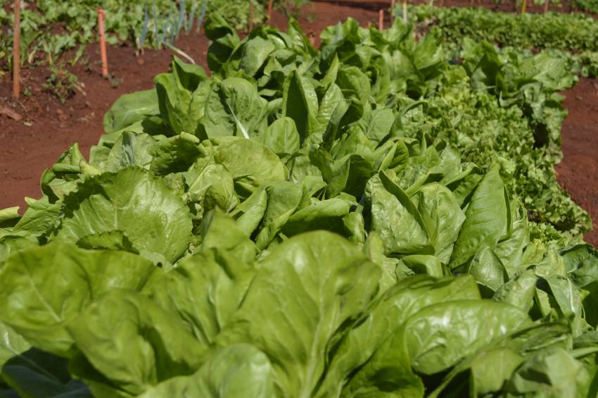 Hortas Municipais: produtos à venda nesta quinta-feira, 25/10