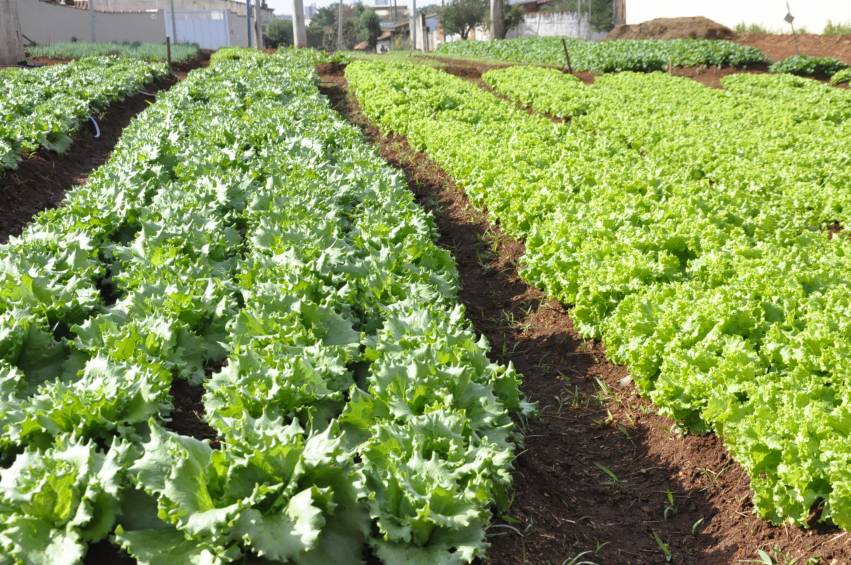 Hortas Municipais - produtos à venda nesta terça-feira, 06/11