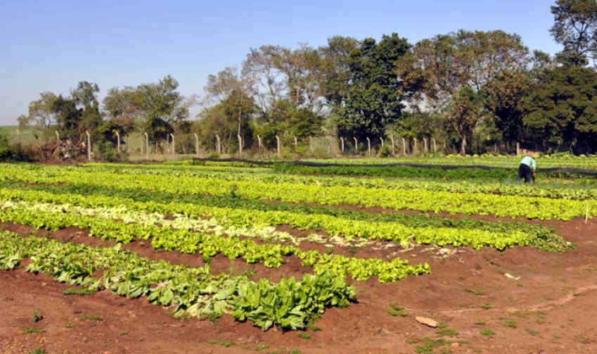 Hortas Municipais - produtos à venda nesta terça-feira, 04/12