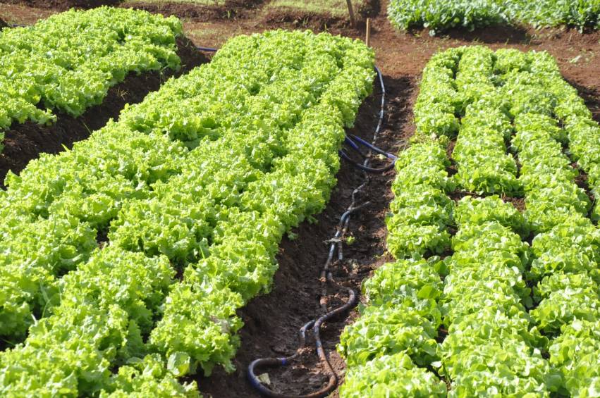 Hortas Municipais: Produtos à venda nesta quinta-feira, 06/12