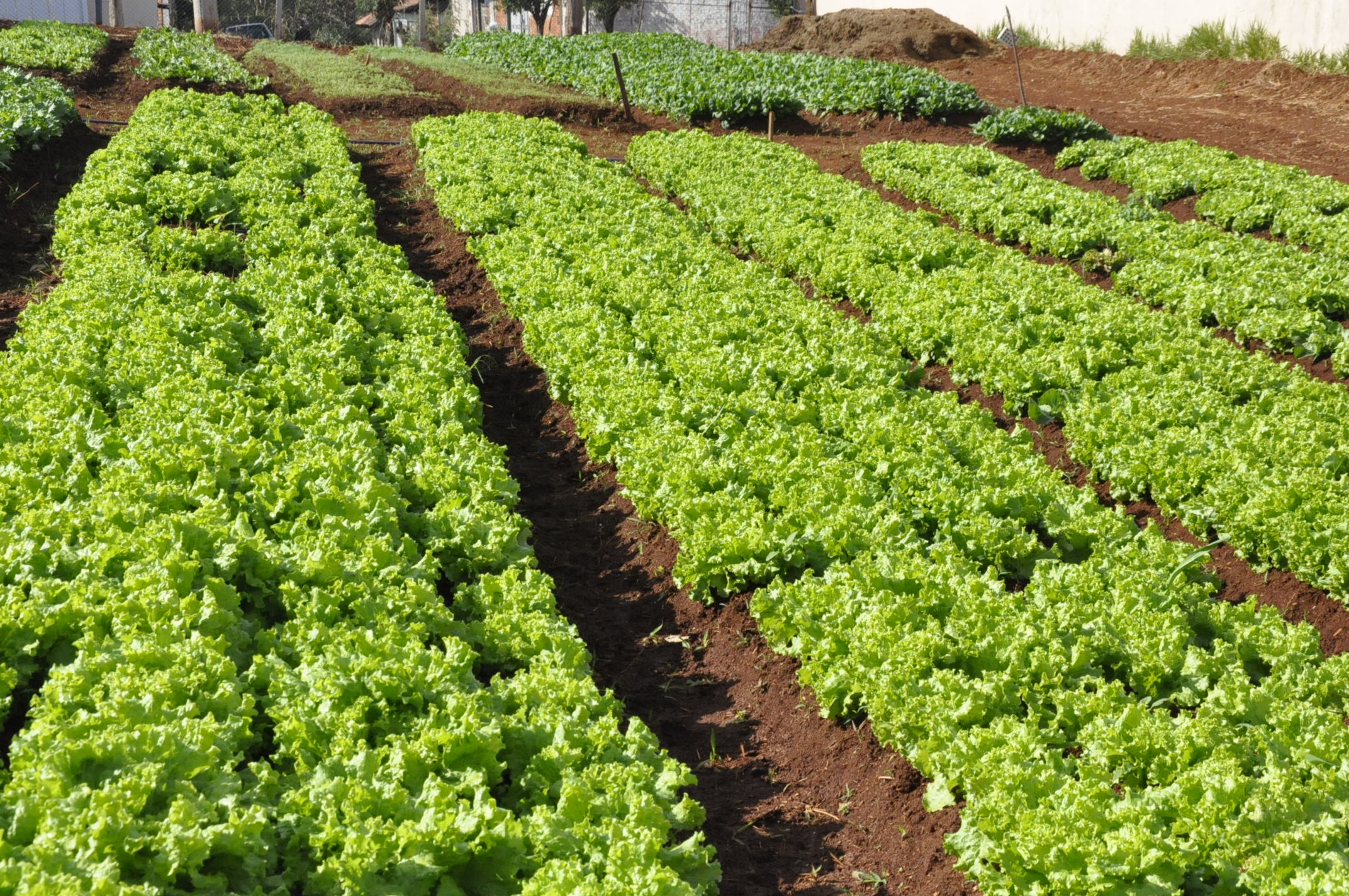 Hortas Municipais: Produtos à venda nesta terça-feira, 11/12