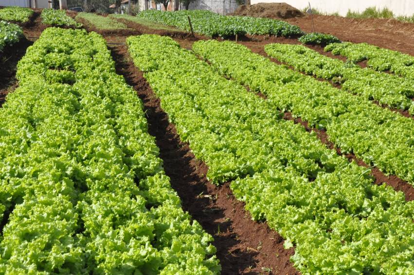 Hortas Municipais: Produtos à venda nesta terça-feira, 11/12