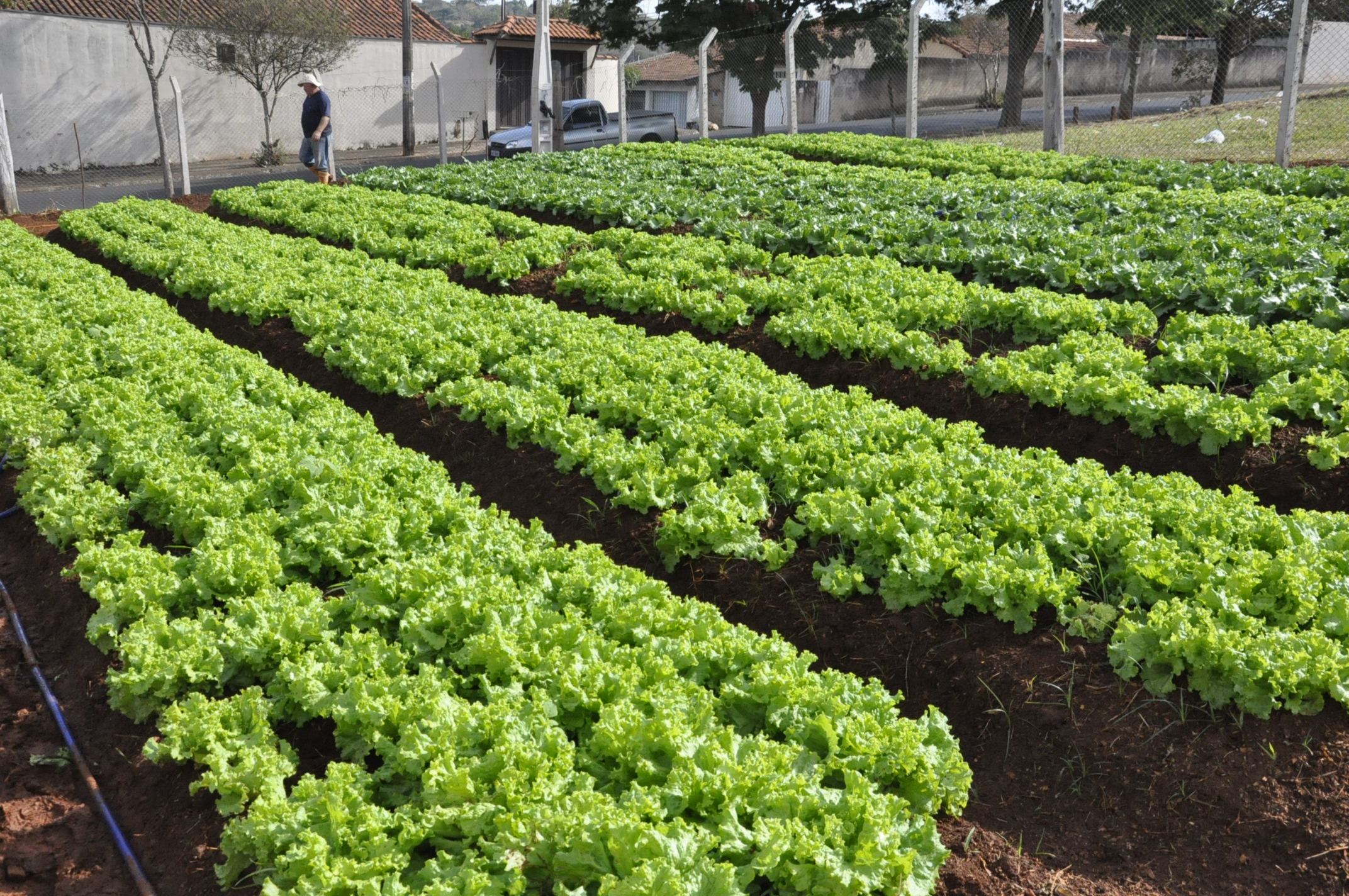 Hortas Municipais: produtos à venda nesta terça-feira, 15/01