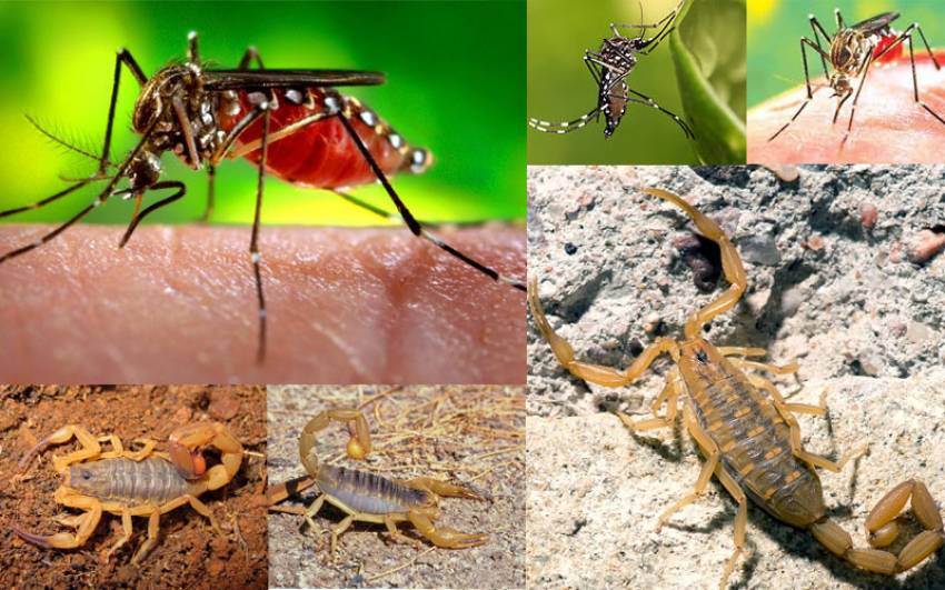 Prefeitura de Jahu solicita auxílio no combate ao Aedes Aegypti e ao Escorpião
