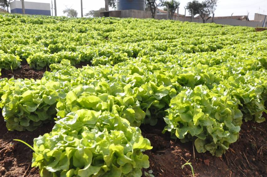Hortas Municipais: produtos à venda nesta terça-feira, 22/01