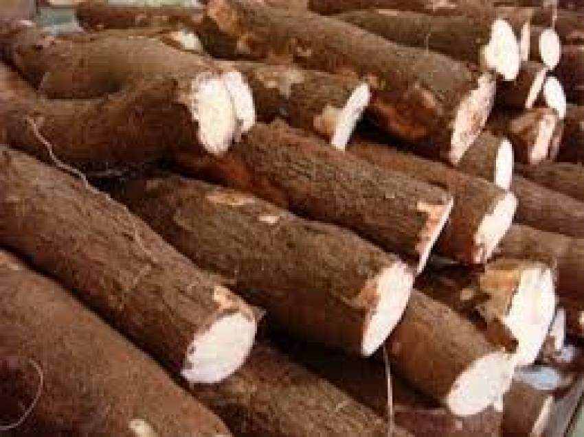 Hortas Municipais: produtos à venda nesta quinta-feira, 07/02