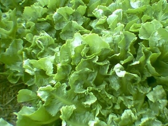 Hortas Municipais: Produtos à venda nesta quinta-feira, 21/03
