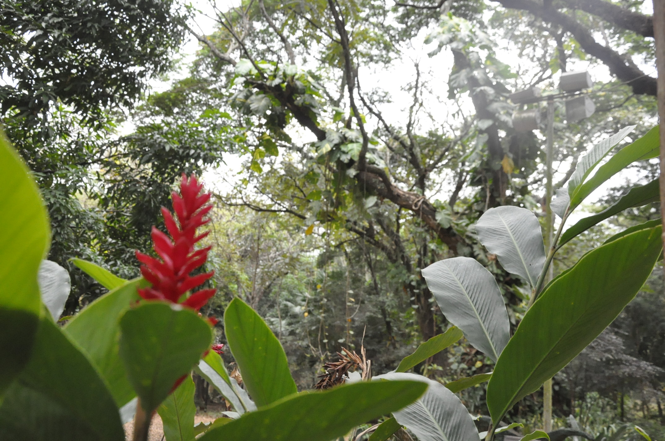 No Dia Mundial da Água, Secretaria de Meio Ambiente inaugura “Sala Verde do Horto Florestal Municipal”