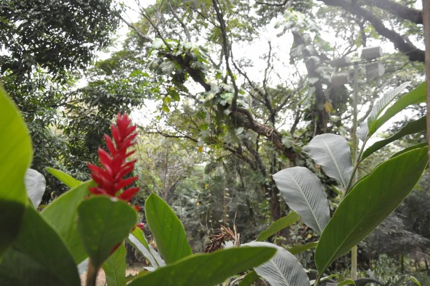 No Dia Mundial da Água, Secretaria de Meio Ambiente inaugura “Sala Verde do Horto Florestal Municipal”