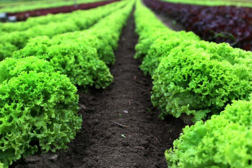 Hortas Municipais: Produtos à venda nesta quinta-feira, 28/03